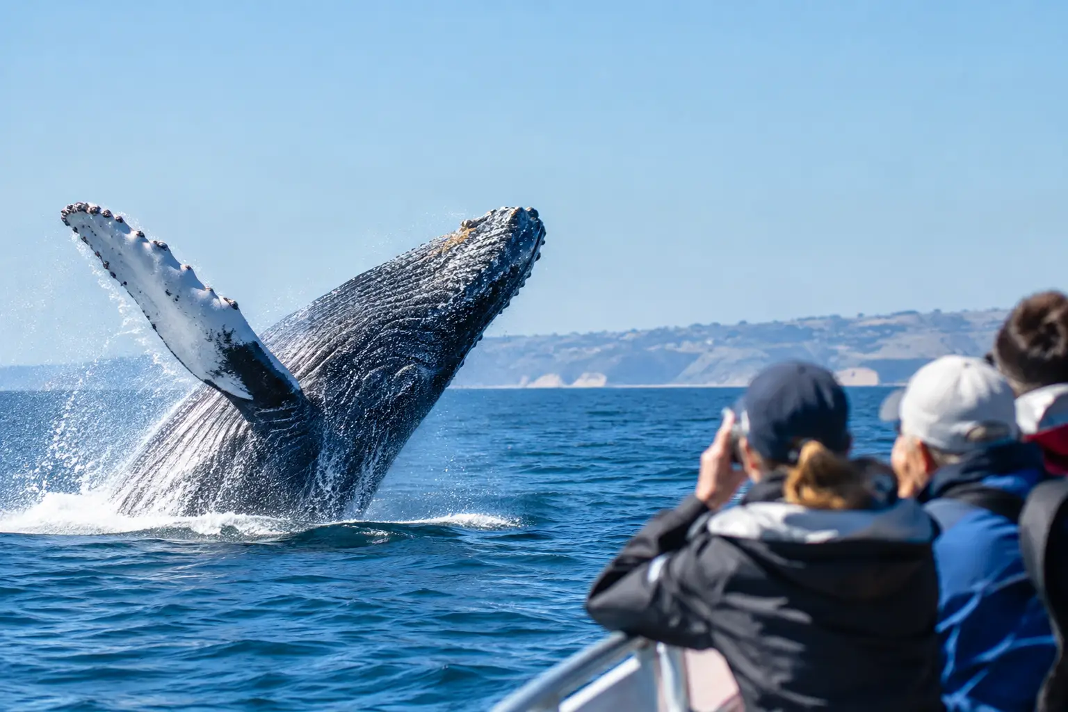 San Diego Whale Watching Tours for Every Season